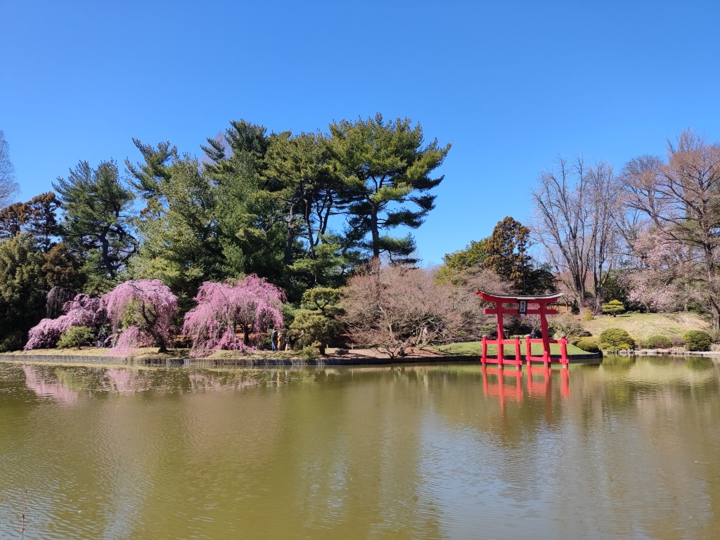 A pond in the Brooklyn Botanic Garden with a Japanese gate and cherry blossom in bloom