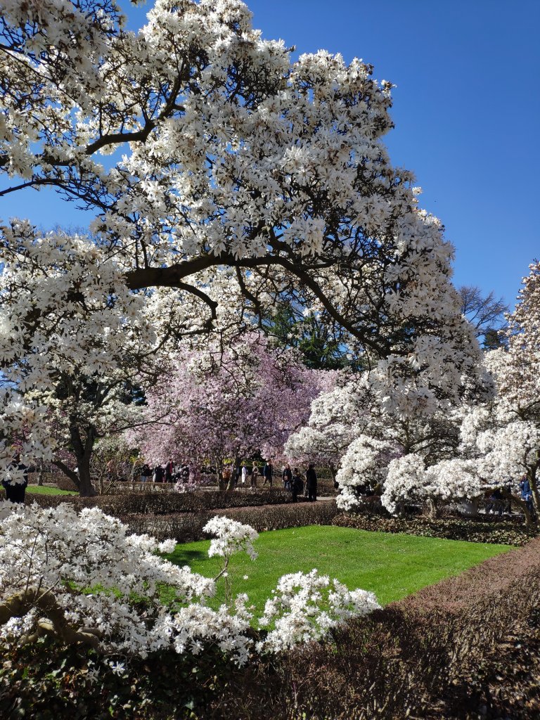 Trees in bloom at the Brooklyn Botanic Garden