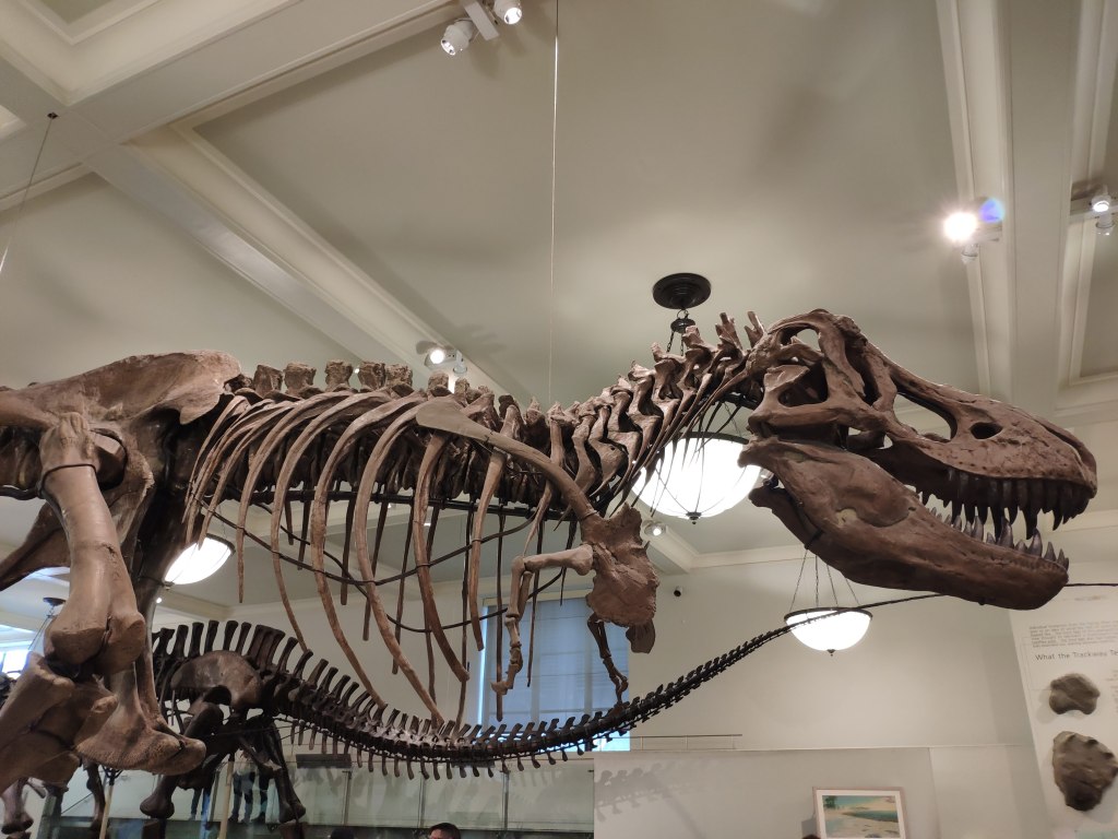 Dinosaur skeletons in the American Museum of Natural History