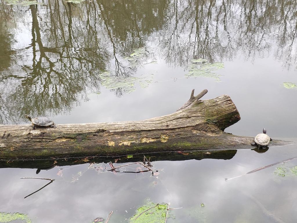 Two turtles on a log in the pond at Prospect Park