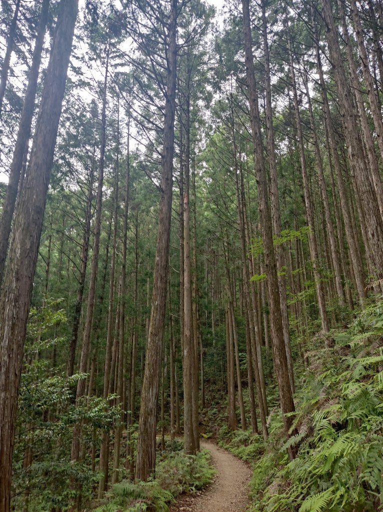 A clear path through the tall trees of the forest