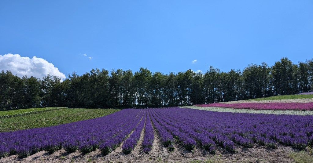 A field with vibrant purple lavender