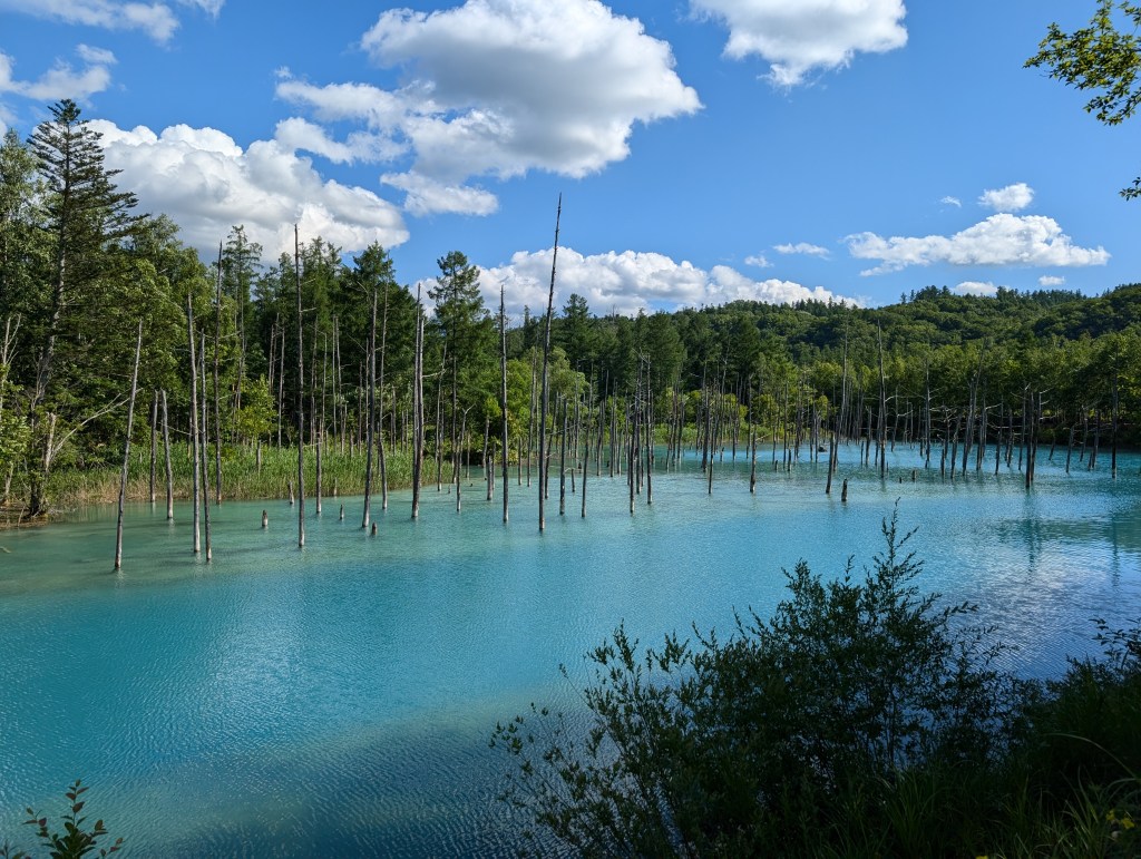 A pond with bright blue water and trees growing out from the pond