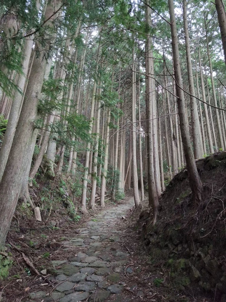 A rocky path winding up between the trees