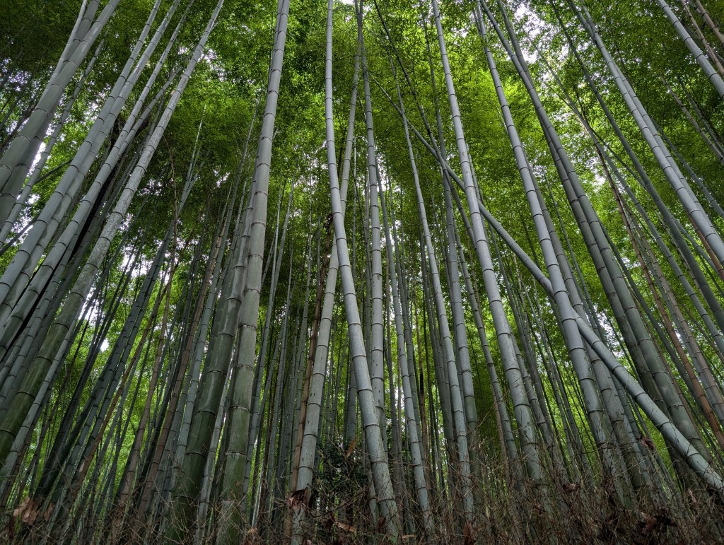 The bamboo forest