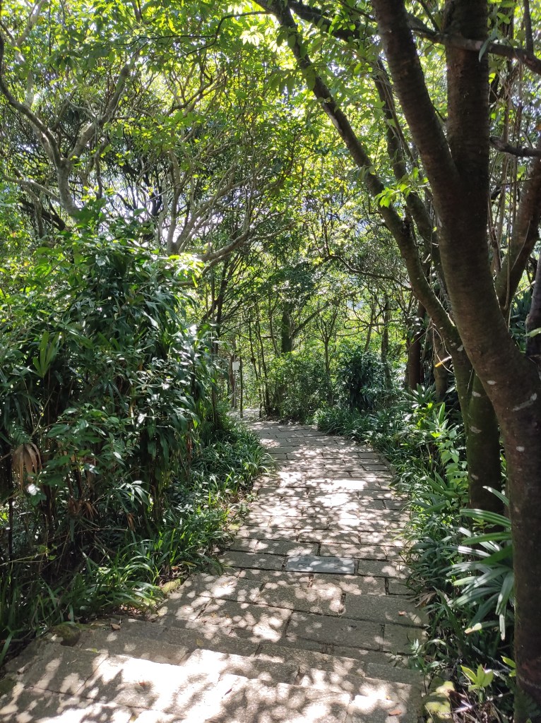 A paved stairway through the trees
