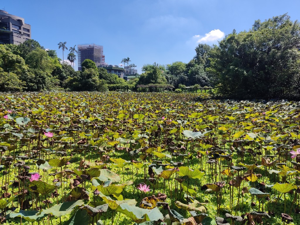 A pond covered in water lillies