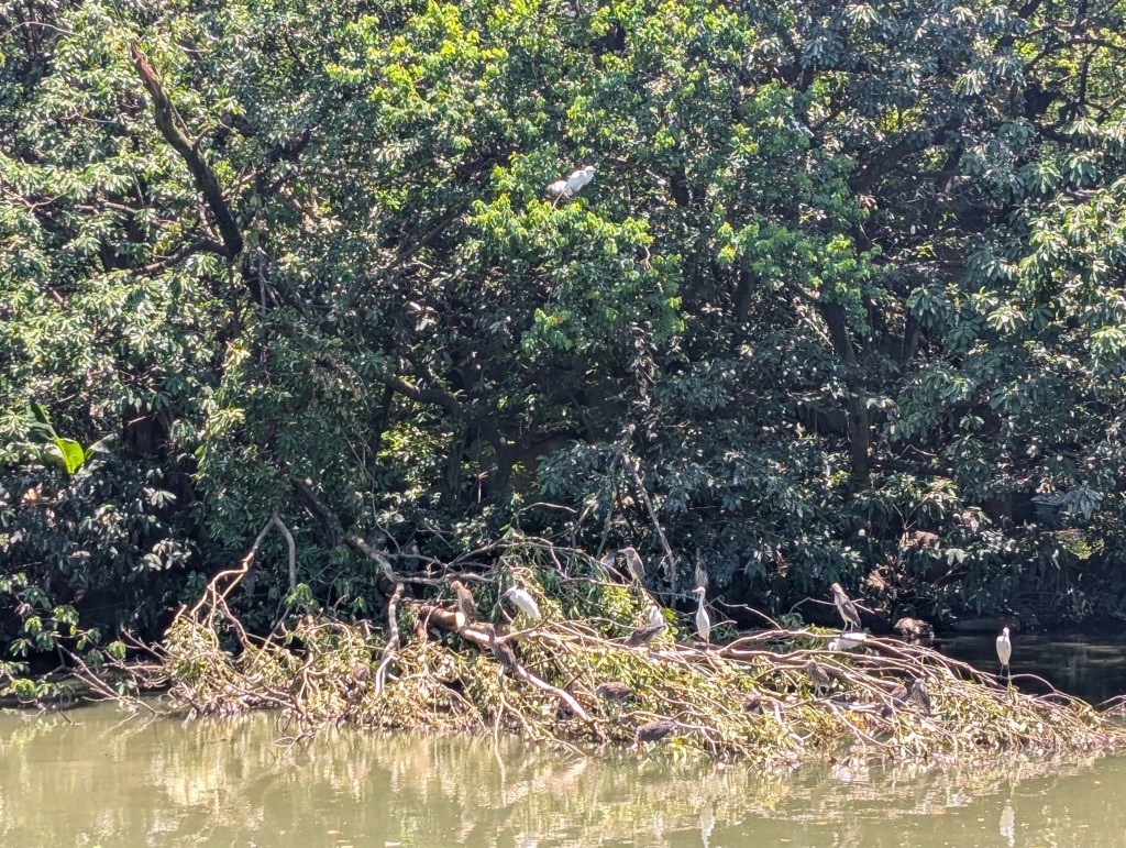 Trees in the middle of a pond with low branches. Numerous egrets and herons are standing on the low branches and in the trees