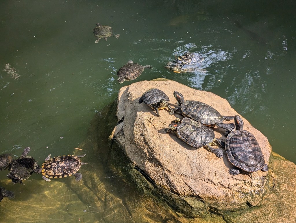 Terrapins swimming and resting on a rock in the park