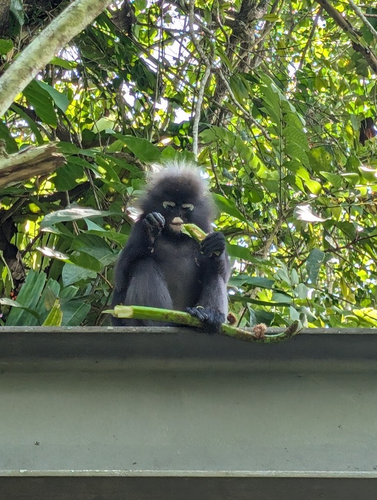 A monkey eating on top of a sign