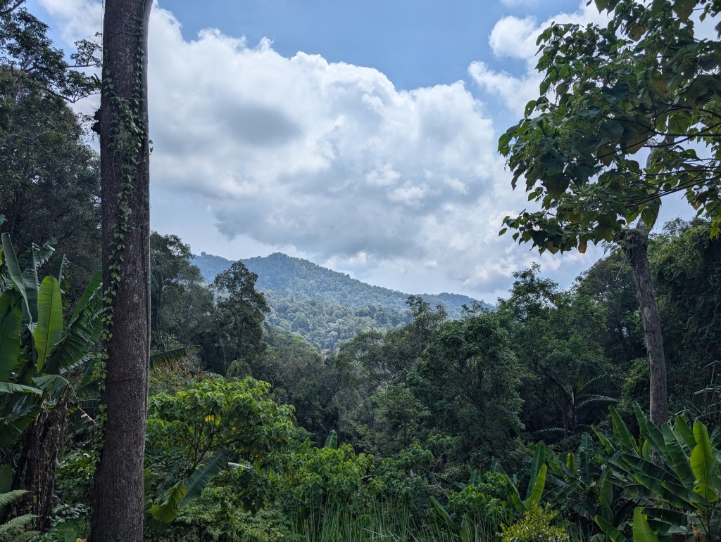 Green trees and hills
