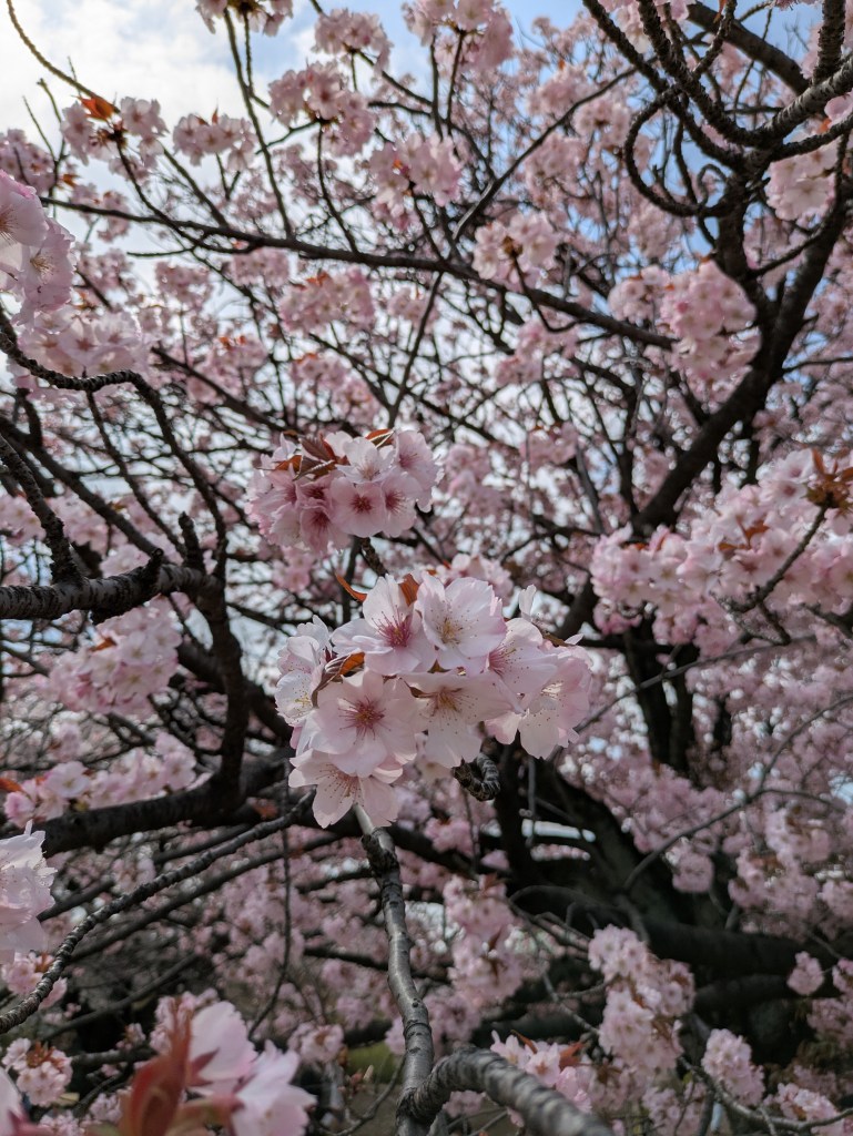 Cherry blossom in Shinjuku Gyoen Garden