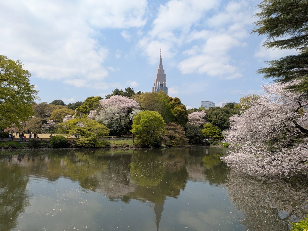 Cherry blossom in Shinjuku Gyoen Garden