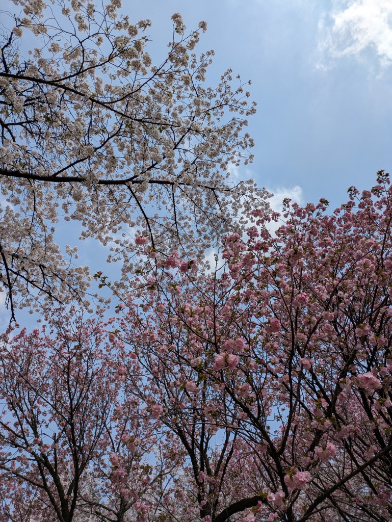 Cherry blossom in Shinjuku Gyoen Garden