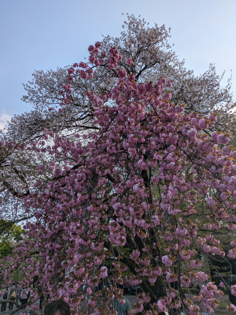 Cherry blossom in Shinjuku Gyoen Garden