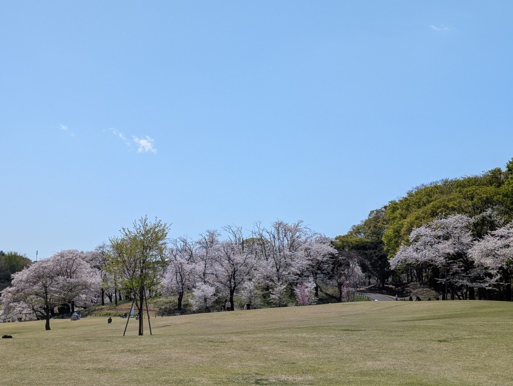 A cluster of cherry blossom trees in bloom in a park