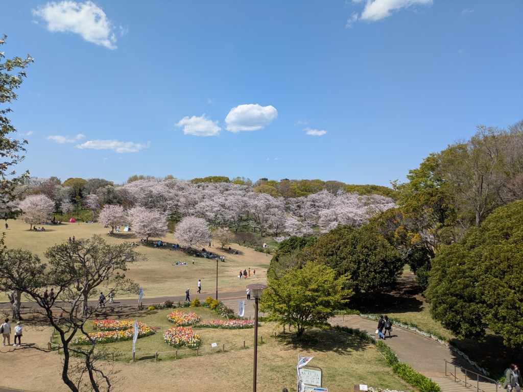 A park filled with trees including cherry trees in bloom, under a bright blue sky