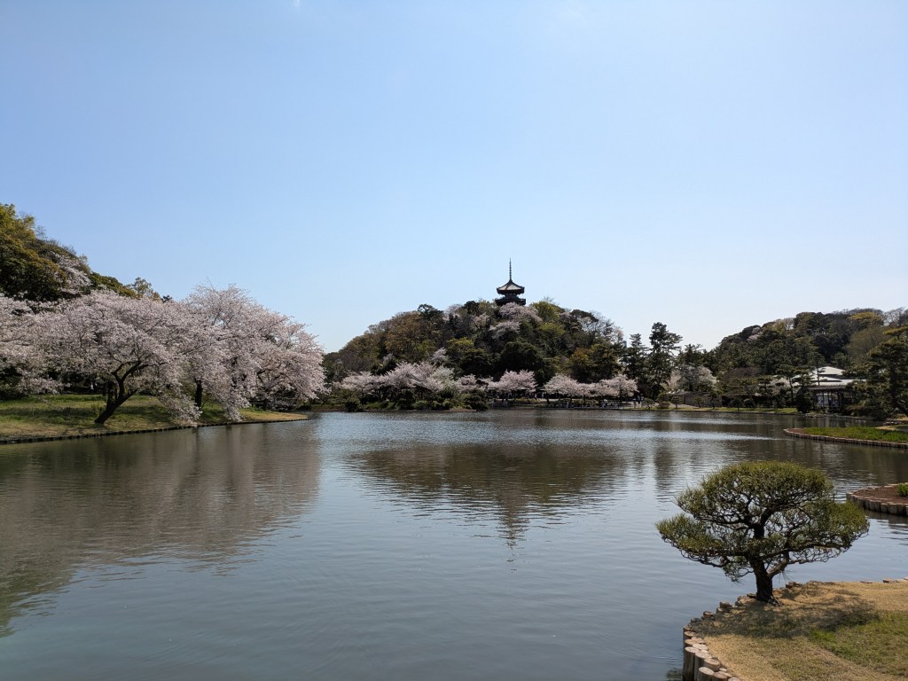 A view across a pond lined with cherry trees in blossom and a pagoda on a hill on the opposite side