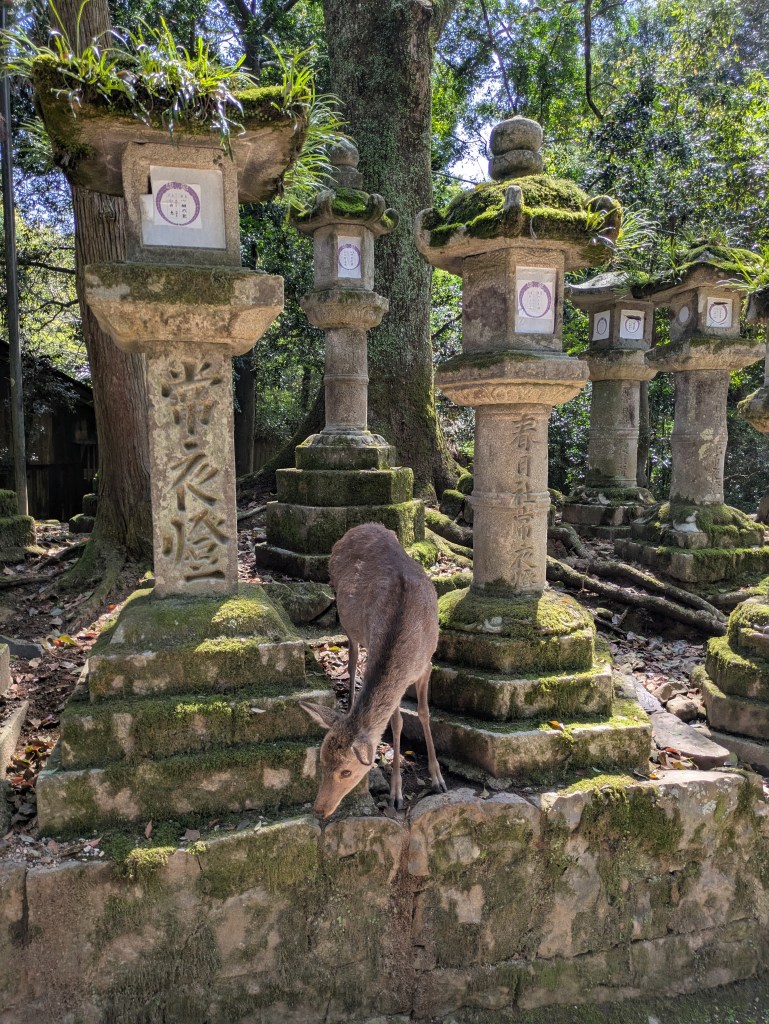 A deer poking out between the scenery in Nara