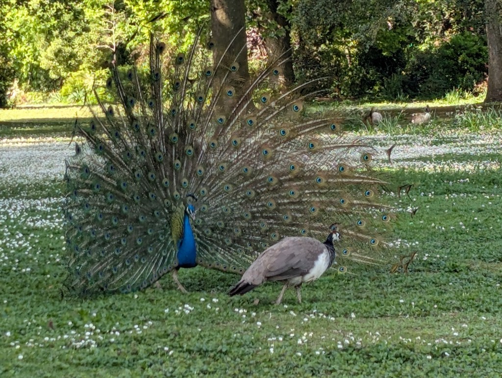 A couple of peacocks