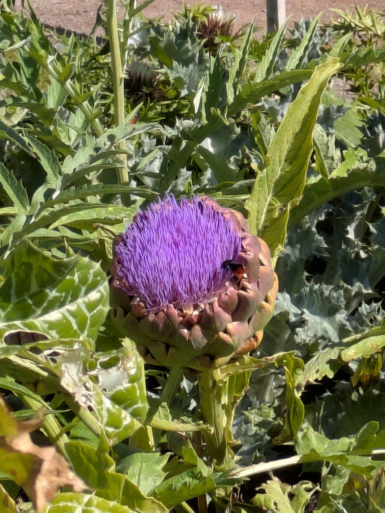 A big purple flower