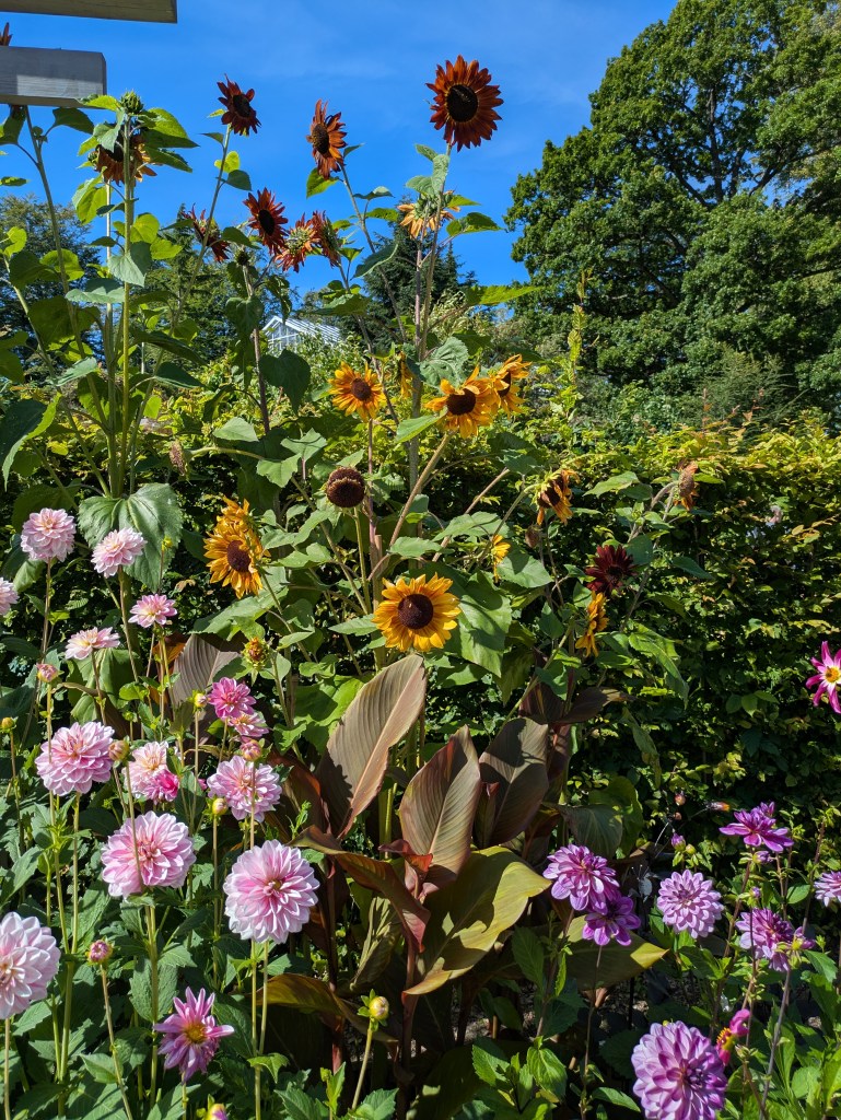 A patch of flowers and greenery